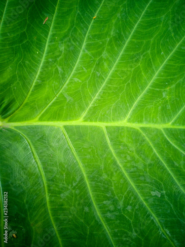 Green leaf with pattern and a bit of sun light.