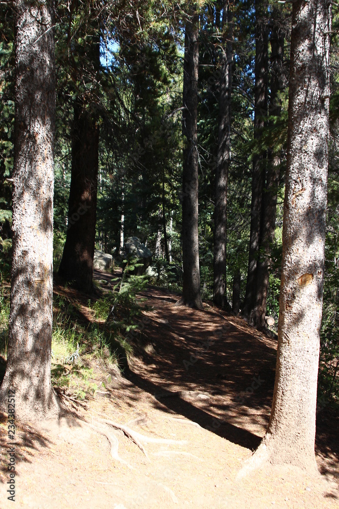Fototapeta premium trees in the forest