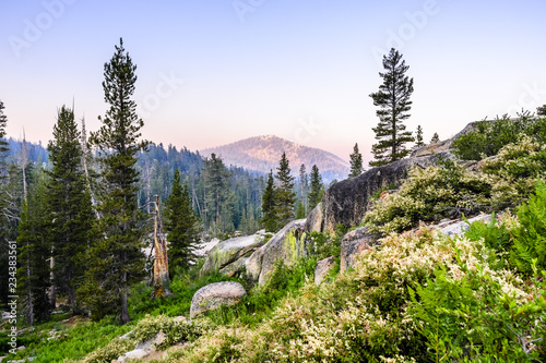 Φωτογραφία Morning view of pine forests and wildflowers in Yosemite National Park; light sm