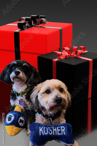 Jewish Havanese dogs holding dreidel and kosher stuffed toy dog bone sitting in front of red and black wrapped gifts for hanukkah. photo