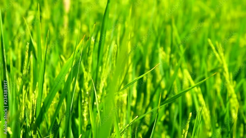 Handheld video shot of rice grains on a rice plant in a rice field or farm Handheld video shot of rice grains on a rice plant in a rice field or farm