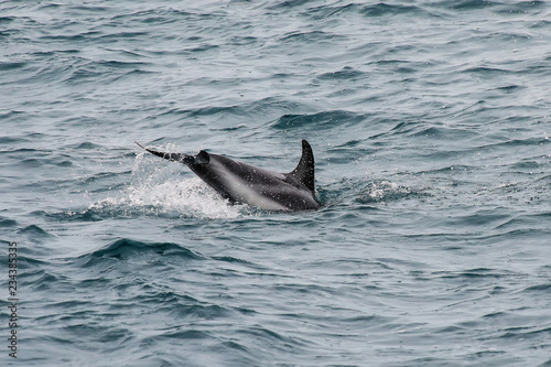 Dusky dolphin swimming off the coast of Kaikoura, New Zealand