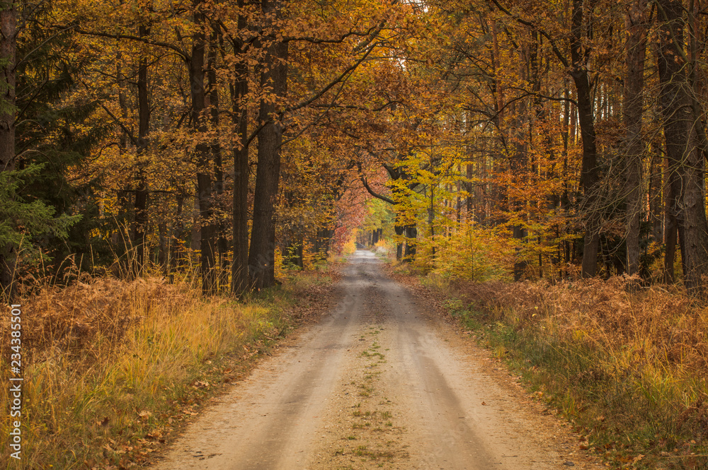 Obraz premium Leśna droga jesienią.