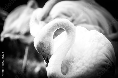 Fototapeta Naklejka Na Ścianę i Meble -  Elegantly posing flamingos in black and white