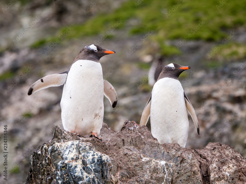 Obraz premium Two gentoo penguins, Pygoscelis papua, standing on rock, Hannah Point, Livingston Island, South Shetland Islands, Antarctica