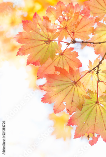 Japanese maple leaves with fall color gradation