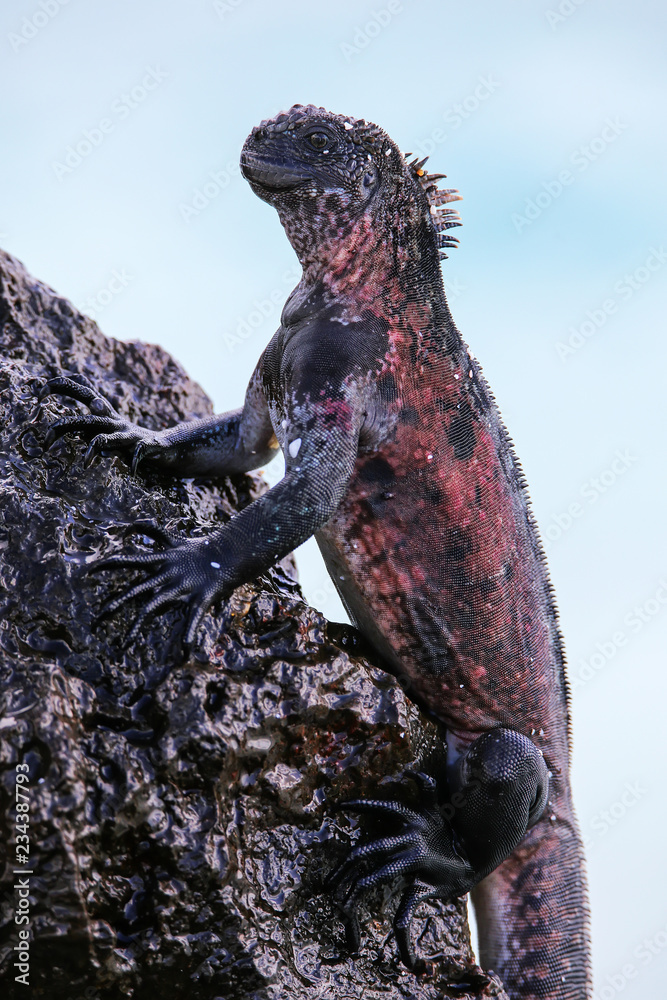 Fototapeta premium Marine iguana on Espanola Island, Galapagos National park, Ecuador