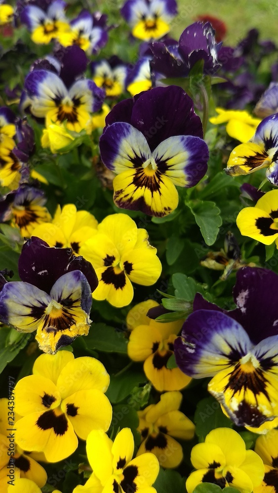 Viola x wittrockiana, amor-perfeito, borboleta-de-jardim