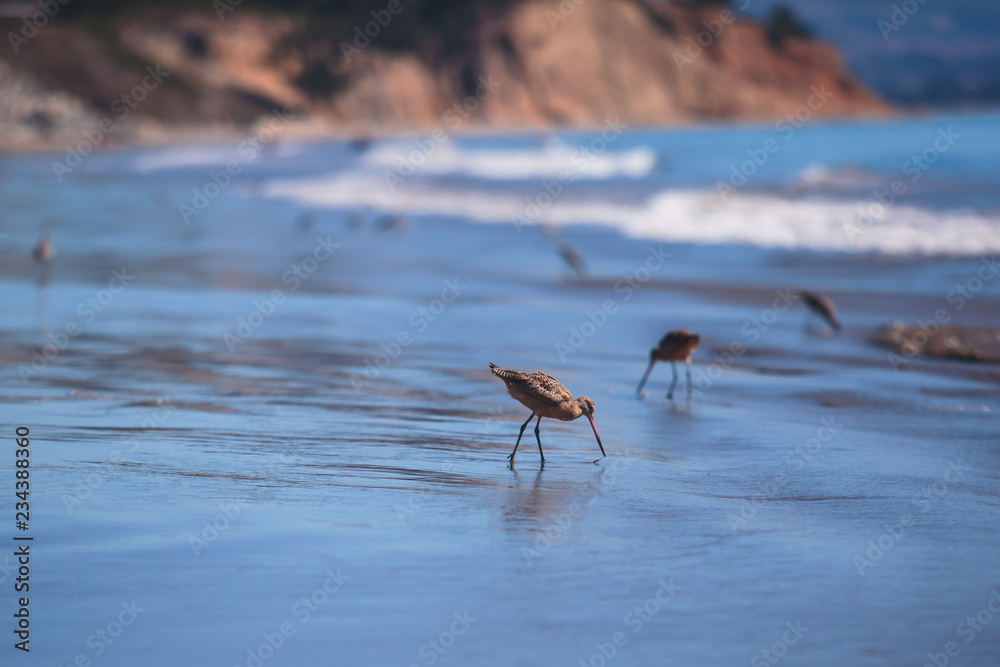 Group of sandpipers walking along the water's edge and searching for food, Santa-Barbara beach, California, focus on first marine bird, United States