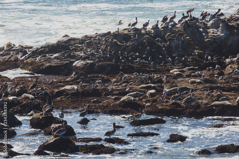 View of bird rocks and cliffs along Pacific Coast Highway 1 in California, a habitat and refuge for brown pelicans, cormorants, black oystercatchers, harbor seals, and western gulls, United States View of bird rocks and cliffs along Pacific Coast Highway 1 in California, a habitat and refuge for brown pelicans, cormorants, black oystercatchers, harbor seals, and western gulls, United States
