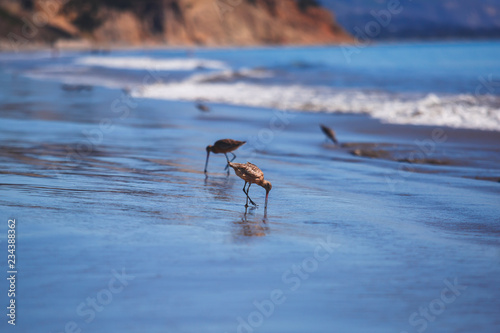 Group of sandpipers walking along the water's edge and searching for food, Santa-Barbara beach, California, focus on first marine bird, United States © tsuguliev