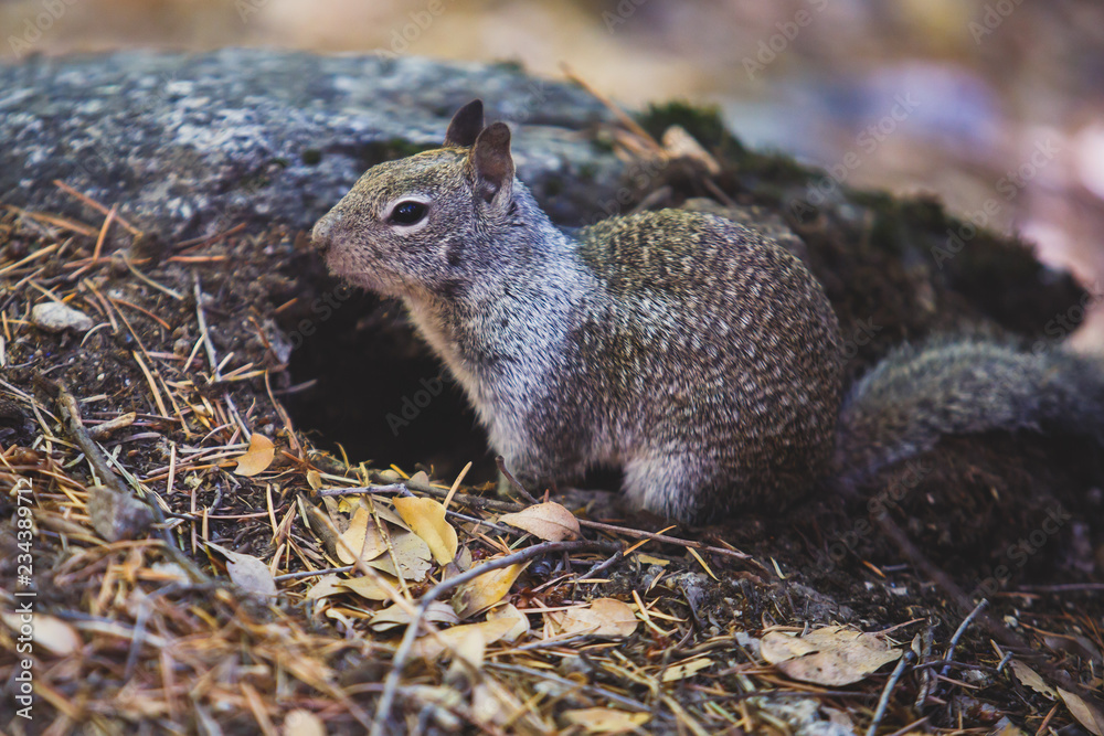 Close-up portrait view of grey squirrel in Yosemite national Park, California, United States Close-up portrait view of grey squirrel in Yosemite national Park, California, United States