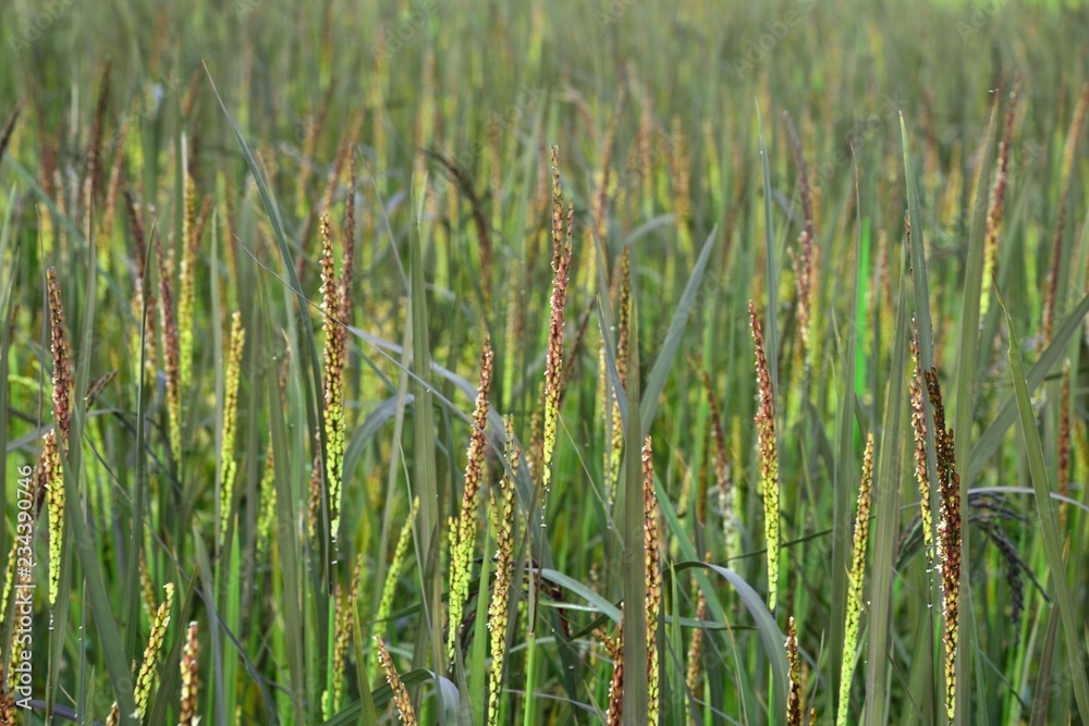 purple rice on nature background in thailand purple rice on nature background in thailand