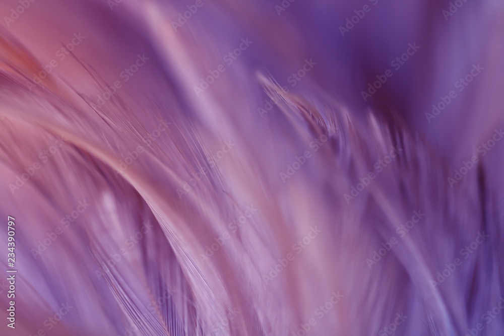 Blur Bird chickens feather texture for background, Fantasy, Abstract, soft color of art design. Blur Bird chickens feather texture for background, Fantasy, Abstract, soft color of art design.