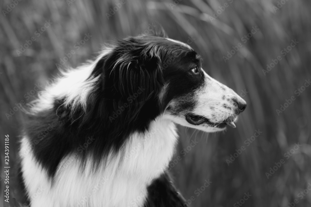 Aussie Collie Mix Aussie Collie Mix