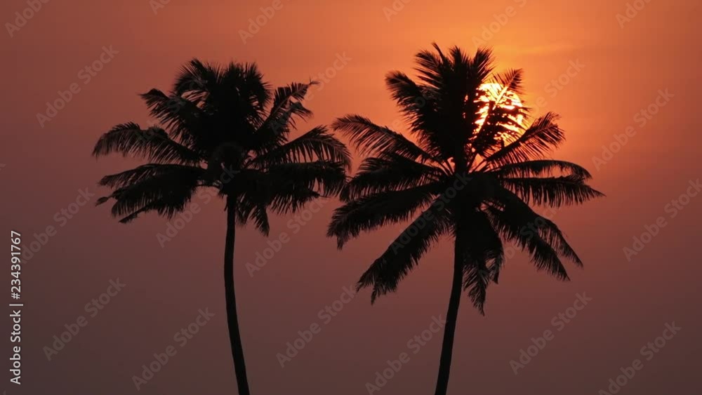 Still shot of sunset with palm trees in background Still shot of sunset with palm trees in background