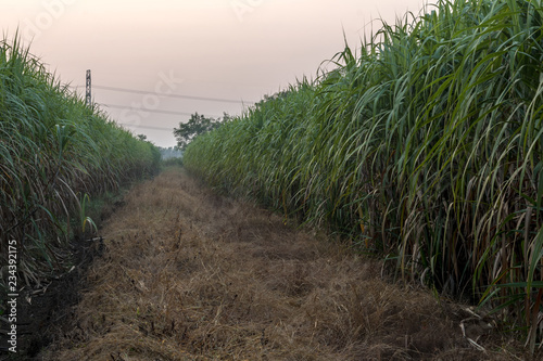 Obraz na plátně Many sugarcane fields close to dry weeds.