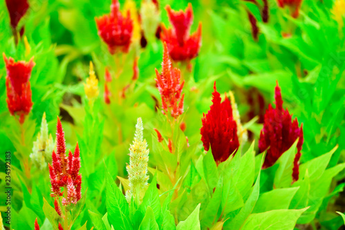 Celosia flower bouquet is bloom in the garden during the summer