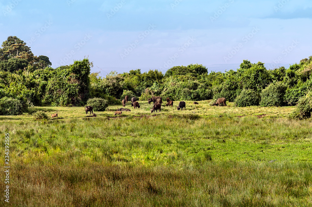 Bufalos in the jungle of Kenya under a cloudy sky Bufalos in the jungle of Kenya under a cloudy sky