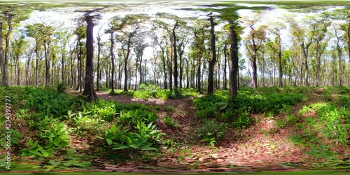 vr360 tropical primary forest with large trees. Tropical landscape, forest, green vegetation on a sunny day photo