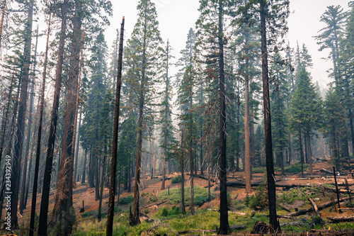 Landscape in a pine trees forest; smoke from Ferguson Fire present in the air; Mariposa Grove; Yosemite National Park, California photo