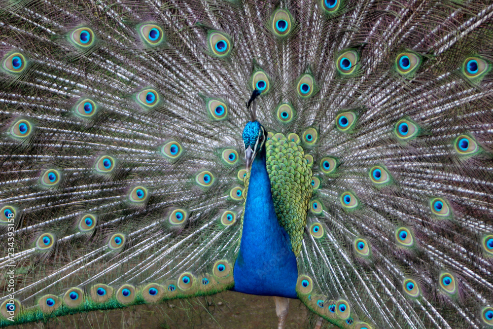 Obraz premium peacock