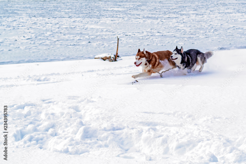 Siberian husky dogs rapidly running through the snow.  Two Husky dogs run at the frozen winter river.