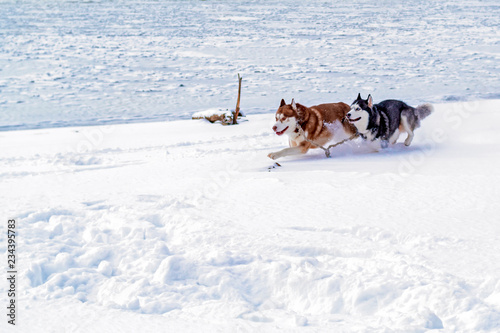 Fototapeta Naklejka Na Ścianę i Meble -  Siberian husky dogs rapidly running through the snow.  Two Husky dogs run at the frozen winter river.