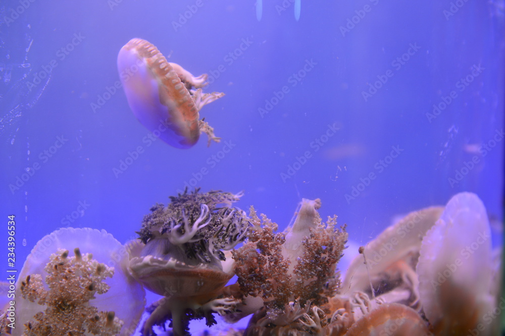Naklejka premium The beautiful jellyfish