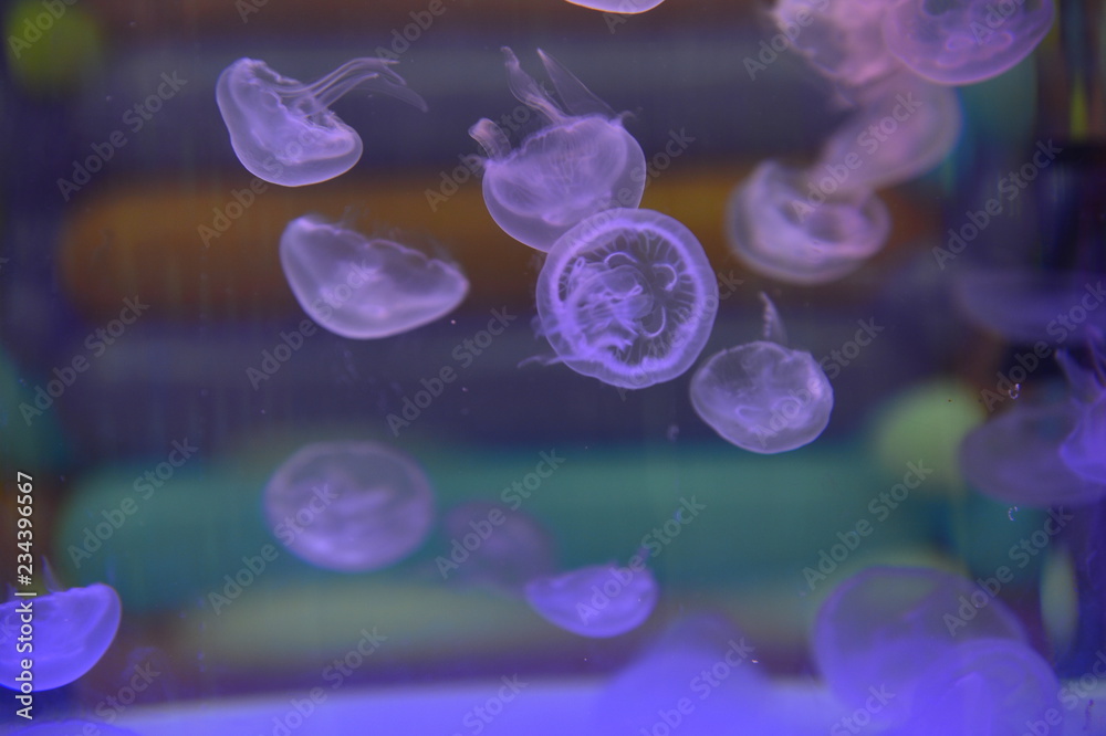 The beautiful jellyfish The beautiful jellyfish