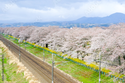 Shibata,Miyagi,Tohoku,Japan on April 12,2017: JR Tohoku line train and cherry trees along Shiroishi river banks in spring. photo