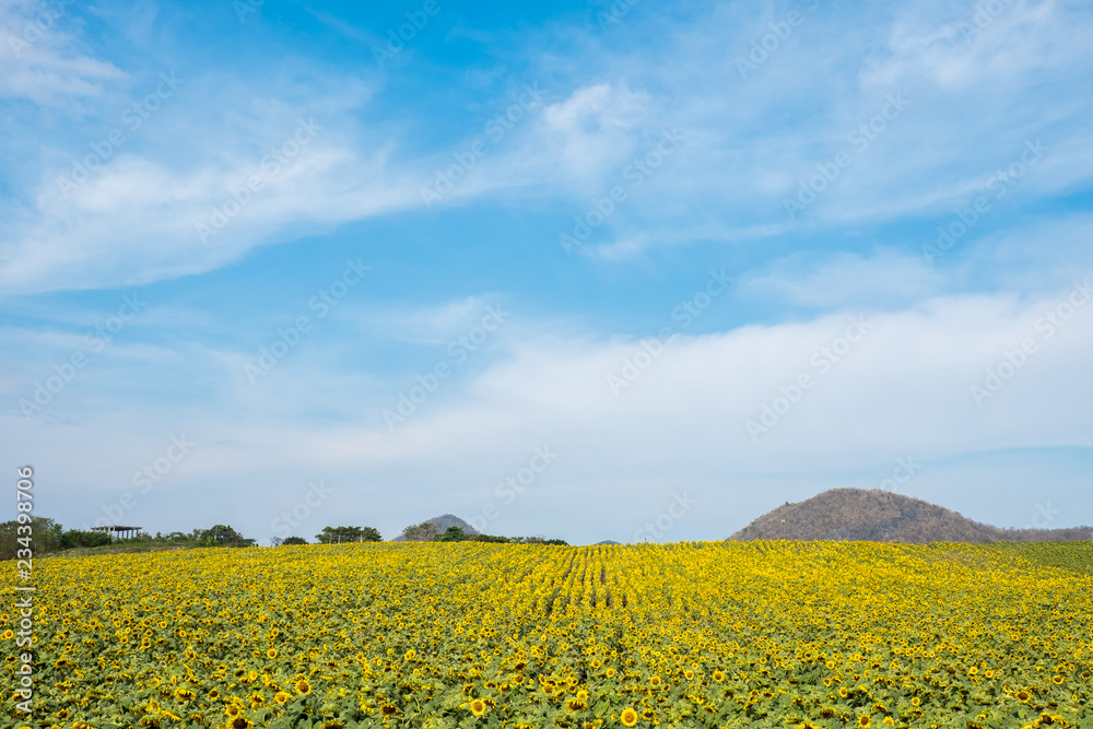 Obraz premium Field of sunflowers in Pak Chong district,Nakhon Ratchasima Province,northeastern Thailand.
