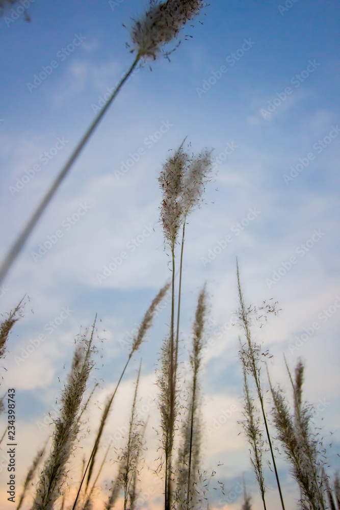 Obraz premium Imperata cylindrica (cogon grass) blowing in the wind,with sunset sky in the background