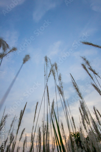 Imperata cylindrica (cogon grass) blowing in the wind,with sunset sky in the background