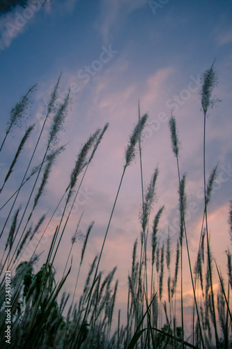 Imperata cylindrica  cogon grass  blowing in the wind with sunset sky in the background