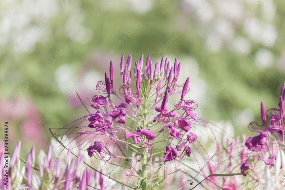 Fototapeta premium Beautiful multicolored Cleome hassleriana(Spider flowers or pink queen) 