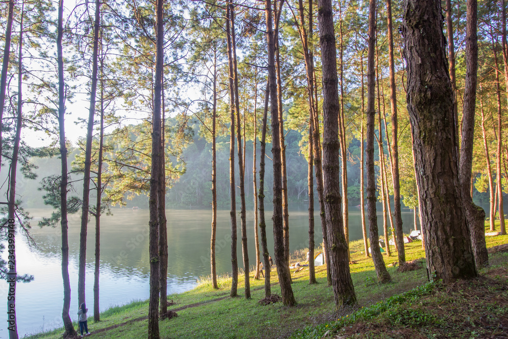 Naklejka premium Beautiful morning at Huai Pang tong Reservoir and pine forests at Pang Oung,Pang Tong Royal Development Project,Ban Ruam Thai,Mae Hong Son,Northern Thailand