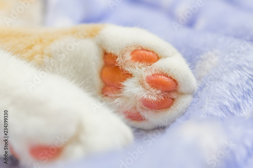 かわいい茶白ネコの肉球 ピンク色 Stock 写真 Adobe Stock