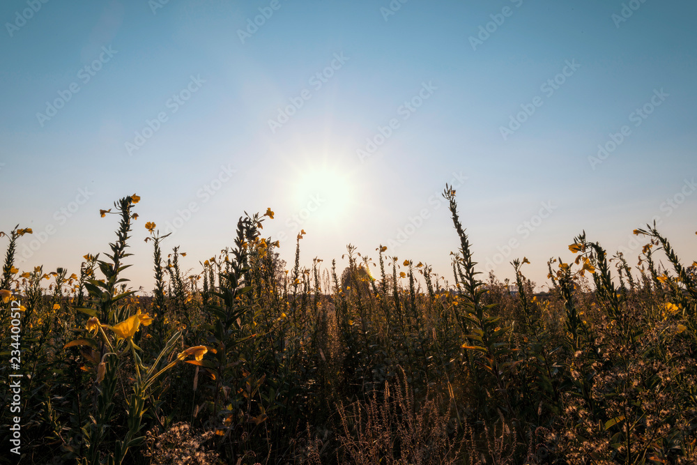 Uncultivated field in the Lomellina countryside at sunset full of yellow flowers