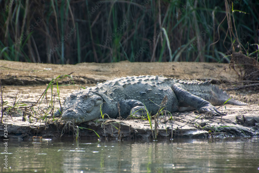 crocodile chitwan national park un Nepal 