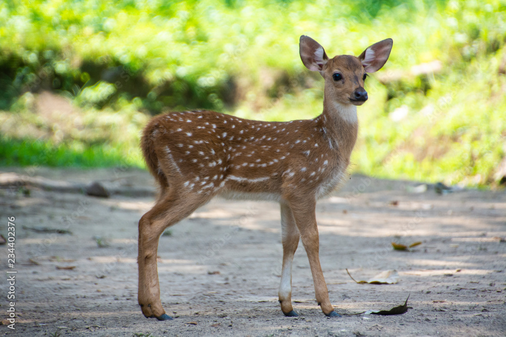 deer in chitwan national park in Nepal deer in chitwan national park in Nepal