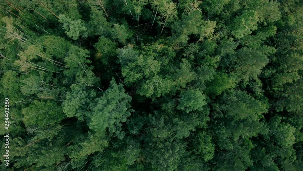 Aerial drone shot over the forest. Drone hovering above the trees Aerial drone shot over the forest. Drone hovering above the trees
