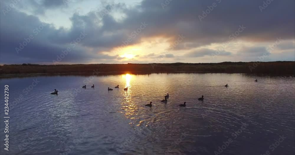 Panoramic aerial view of magic lake with swimming and diving wild ducks. Beautiful sunrise. Far East of Russia Panoramic aerial view of magic lake with swimming and diving wild ducks. Beautiful sunrise. Far East of Russia