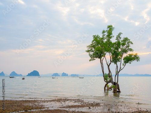 Mangroves tree in the sea
