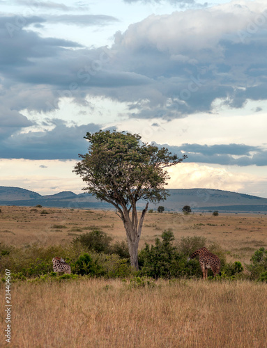 Giraffes in the jungle of Kenya under a cloudy sky