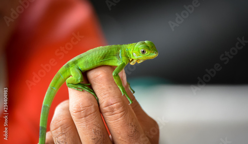 Hands holding a little baby young juvenile green iguana (Iguana iguana).
