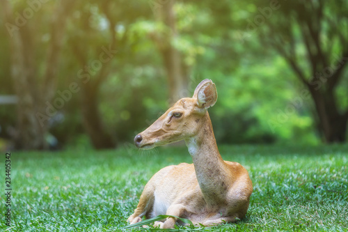 Deer in the forest