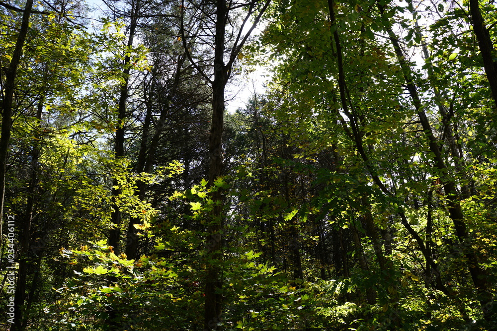 Obraz premium trees in the forest