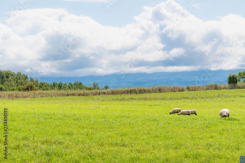 のんびりと草を喰む羊 / 夏の北海道 美瑛町の風景