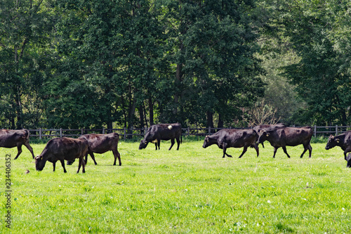 放牧地の黒毛和牛 / 北海道の牧場 © tkyszk